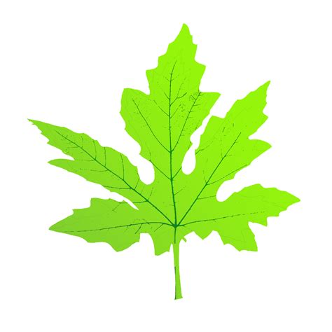 maple leaf shape 24994519 PNG