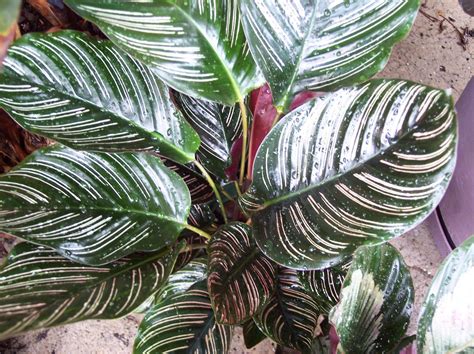 Gėlė Kalatėja Calathea Gėlių Rojus
