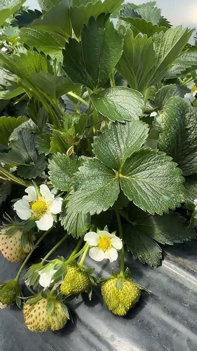 Клубника на Кубани / Сорт:Априка🍓 28.03.24 #клубника #мурано #нсд #сорт ...
