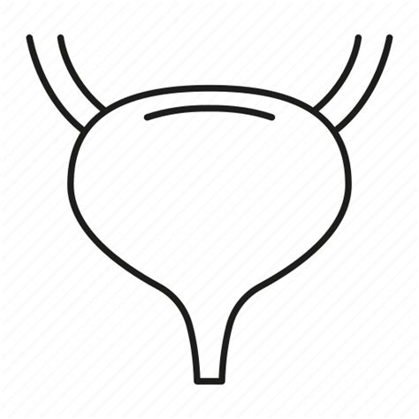 Anatomy Bladder Organ Urinary Icon Download On Iconfinder