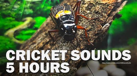 Video Of Cricket Chirping At Night It S Five Hours Video Cricket Crickets Chirping Cricket