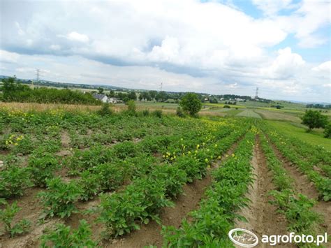 Ziemniaki Zdj Cie Fotka Foto Numer Galeria Rolnicza Agrofoto