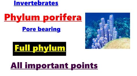 Phylum Porifera Animal Biodiversity 1sponges Invertebrates