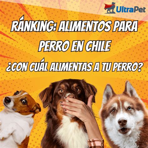 ¿cómo Elegir El Mejor Alimento Para Perro Guía 2023