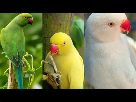 Yellow Ringneck Parrot Price In Pakistan White Ringneck Parrot