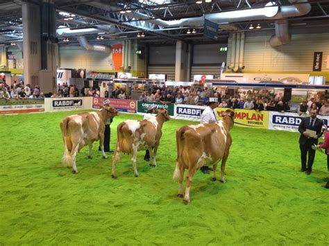 National Livestock Show 2014 - English Guernsey Cattle Society