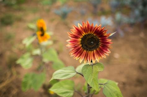 Sunflower With Leaf Spot Images Free Download On Freepik
