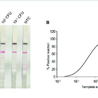 Determination Of Limit Of Detection LOD Of P Aeruginosa RPA LFS