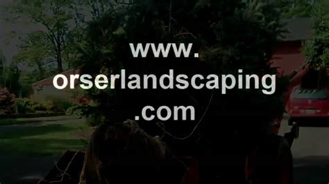 Tree Transplants Through Chris Orser Landscaping Youtube