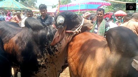 ২৫৫২০২৪ হাট সেরা কুরবানীর বড় বড় ষাঁড় গরু চট্টগ্রামের খামারী কি