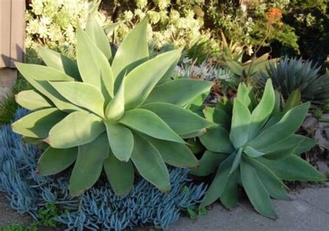 Cultivar Agave Del Drag N O Cuello De Cisne Agave Attenuata Y Sus