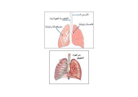 أعضاء التنفس لدى بعض الحيوانات