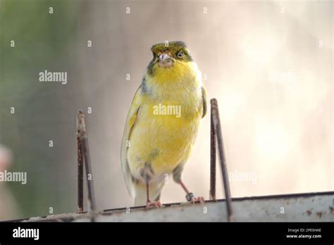 Canary Bird Inside Cage Feeding And Perch On Wooden Sticks And Wires