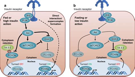 Reciprocal Regulation Of FOX Transcription Factors By Insulin A