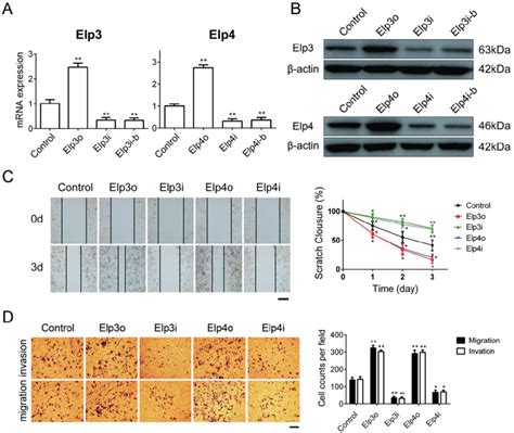 Elp3 And Elp4 Promote Cell Migration And Invasion Of HepG2 Cells The