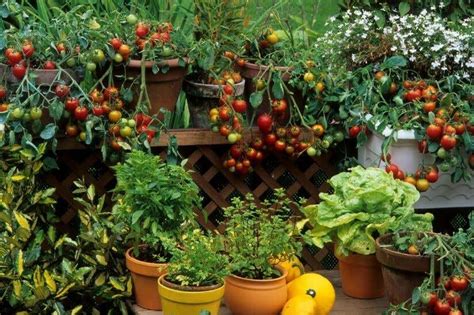 Balkon Gemüse anbauen große Erträge auf kleinem Raum