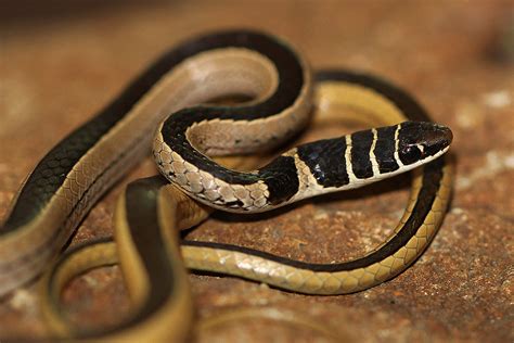 Dwarf Sand Snake Snakes Of Botswana Biodiversity All