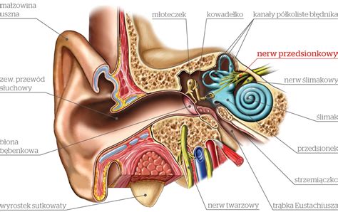 Zapalenie nerwu przedsionkowego Jak odzyskać równowagę Słyszę