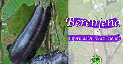 Berenjena Información Nutricional