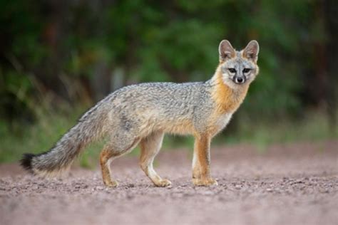 Gray Fox: The Elusive Tree Foxes of North America