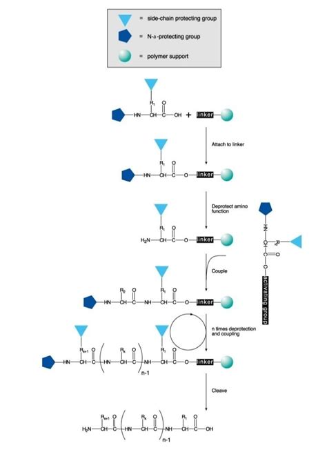 Peptide Synthesis