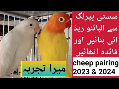 How To Produce Albino Rad Eye Fishery Low Cost Pairing Albino Lovebirds