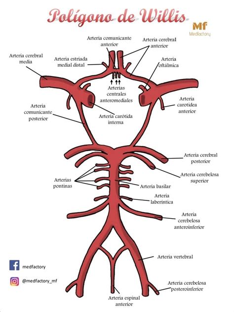 Poligono De Willis Poligono De Willis Auxiliar De Enfermeria