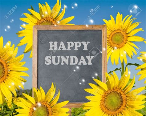 Happy Sunday With Blooming Sunflower On Background Happy Sunday