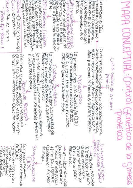 Mapa Conceptual Control Genético de la Síntesis de Proteica Ariana