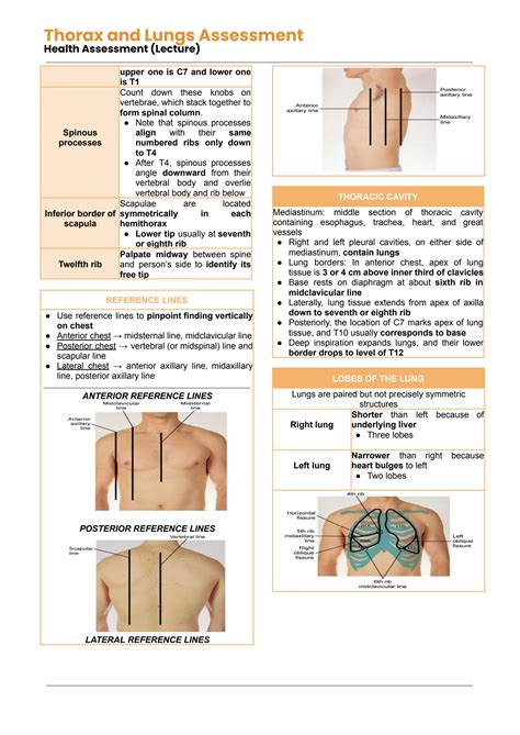 Solution Thorax And Lungs Assessment Studypool