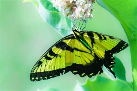 Eastern Tiger Swallowtail Papilio Glaucus Butterfly On Milkweed