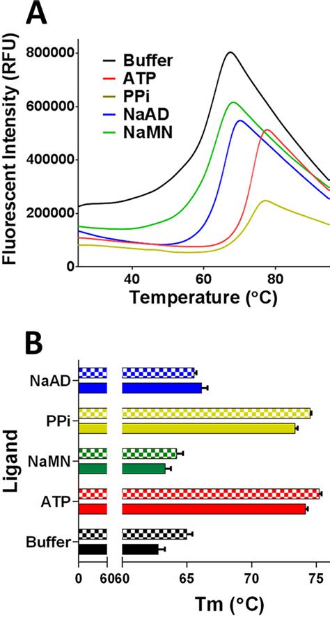 Protein Thermal Shift Analysis With Ligands ATP PP I NaAD And NaMN