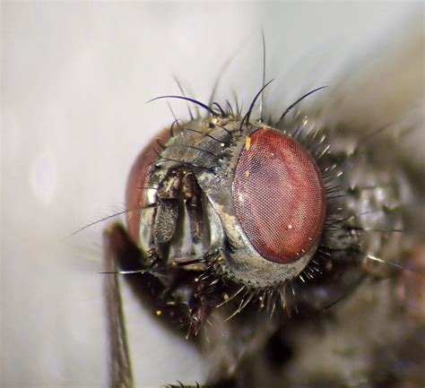 Phaonia Fusca Female Head Thorax Shep Whites Lincolns Flickr