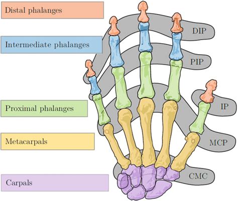 Bones-and-joints-of-the-human-hand-DIP-Distal-Interphalangeal-joint ...