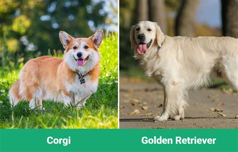 Corgi vs Golden Retriever: The Key Differences (With Pictures) – Dogster