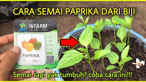 Cara Semai Paprika Dari Biji Agar Cepat Tumbuh Youtube