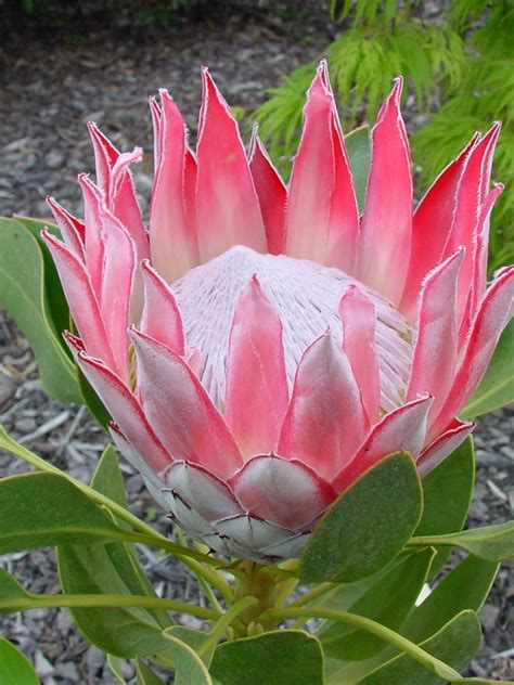 Oderings Garden Centres Shrub Protea Cynaroides King Protea