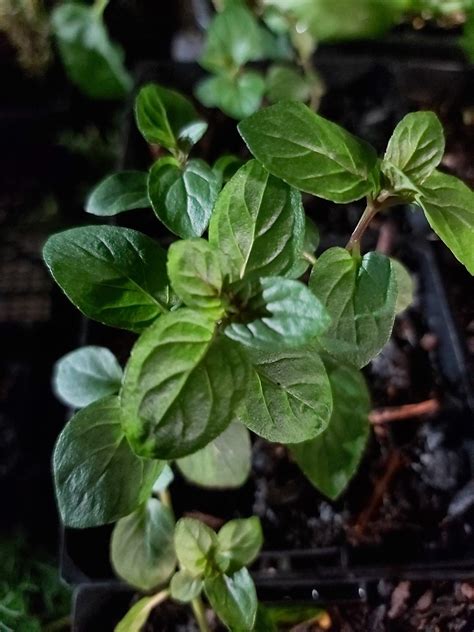 Mint Varieties — Eumundi Roses