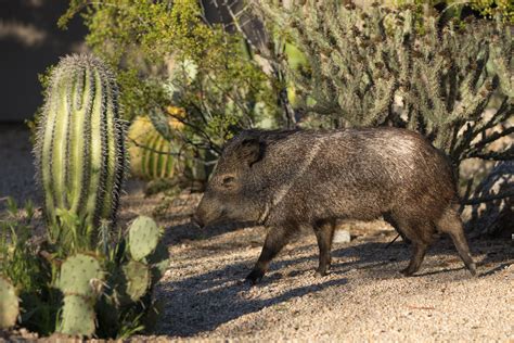 Arizona Javelina Hunting At Fort Huachuca With Isportsman