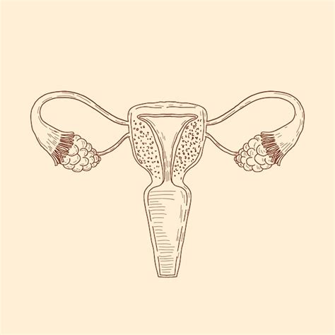 Free Vector Hand Drawn Uterus Drawing Illustration