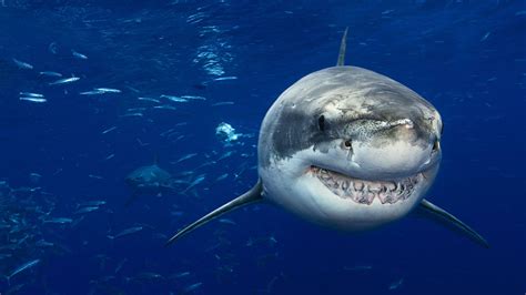 Weather.com's Week-Long Exploration Of Sharks, From Their Forecasting