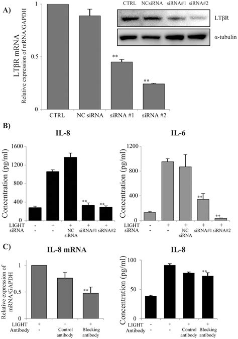 Effect Of Lt R Sirna On Il Production By Beas B Cells Beas B Cells