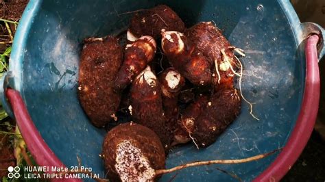 Harvesting Taro Root Container Garden Youtube