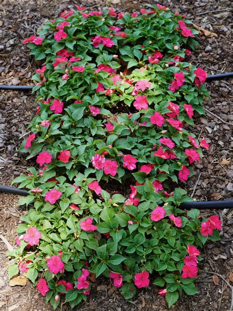 Impatiens Beacon Lipstick Truck Crops Trial Garden