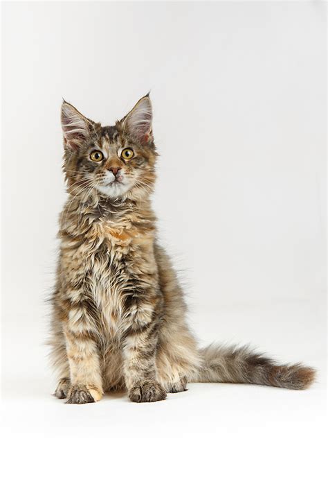 Brown Tabby Maine Coon Kitten Lr 8409  Barbara O Brien Photo Farm