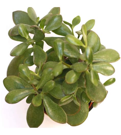 Comprar Árbol de Jade o Suculenta Jade CitySens plantas de calidad