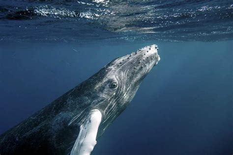 Humpback Whale Breathing, How do humpback whales breathe?