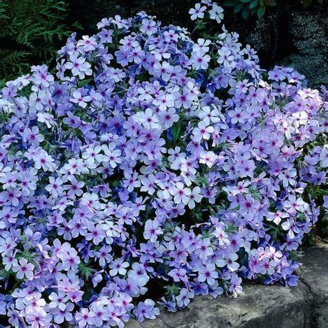 Blauvioletter Waldphlox Chattahoochee online kaufen bei Gärtner ...