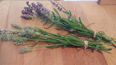 How To Make Lavender Infused Oil Homestead How To