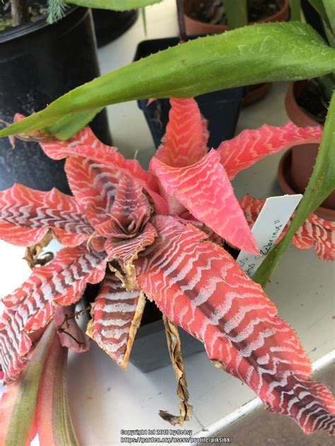 Earth Star Cryptanthus Pink Zebra Garden Org